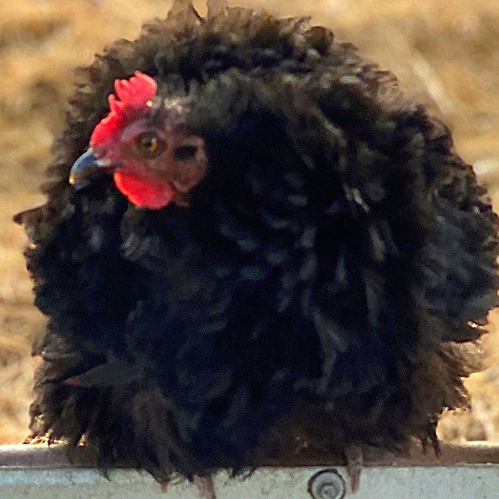 Meet your Posher, Crystal